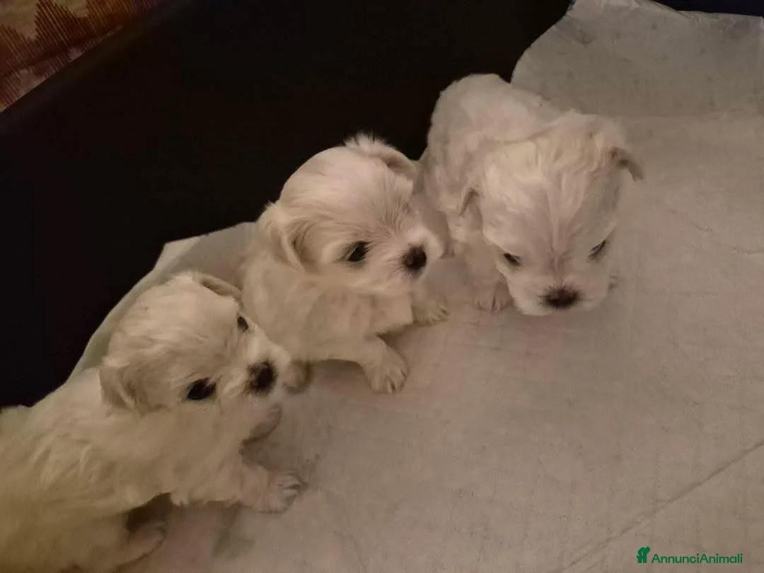 Maltese cani in vendita: Cuccioli di maltese  a Provincia di Macerata - Annuncio 10