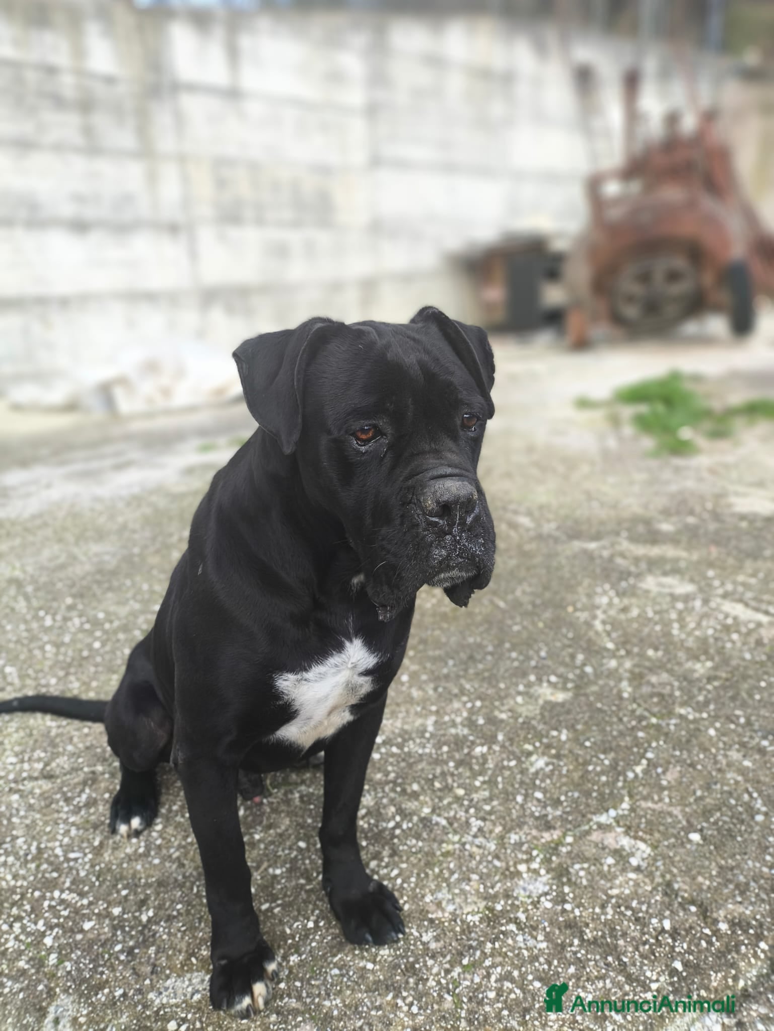 Meticcio cani in regalo: Molosso di anni 8, maschio a Città metropolitana di Roma Capitale - Annuncio 1