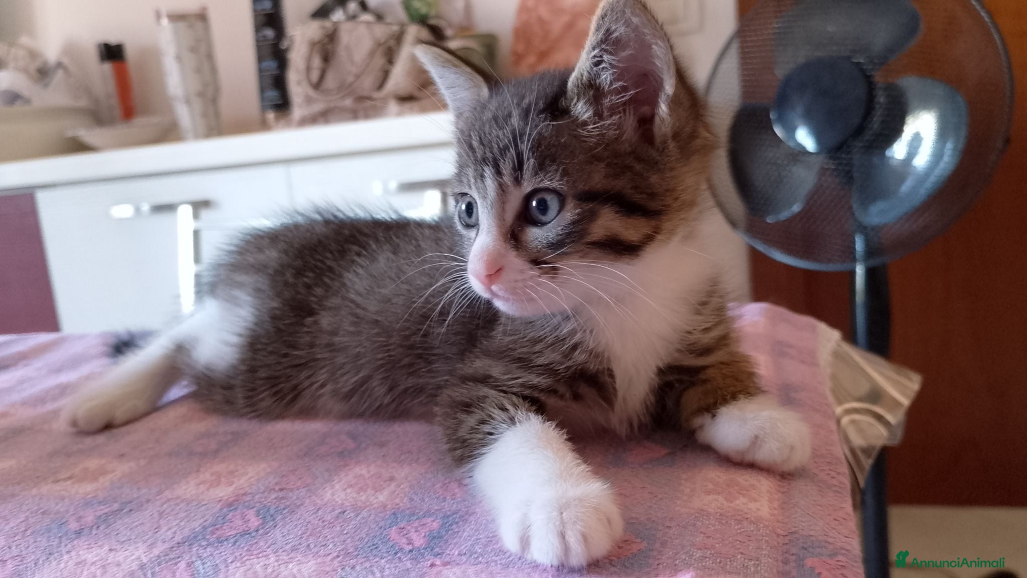 Meticcio gatti Terry cerca famiglia - Annuncio 2