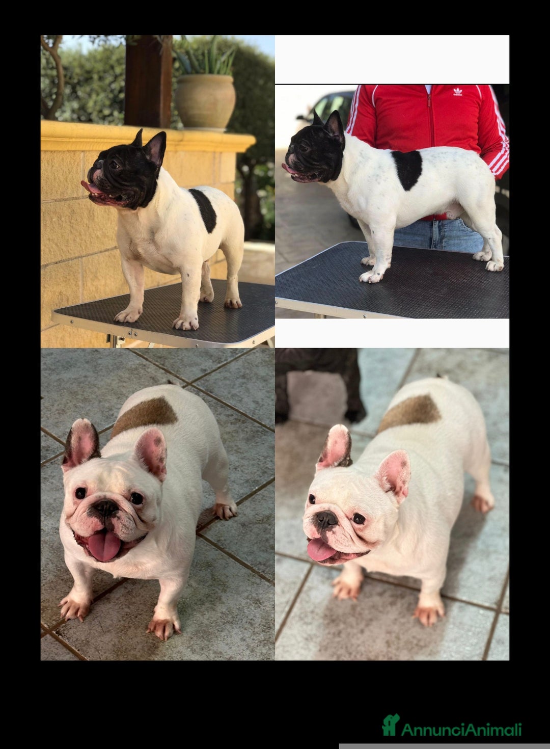 Bulldog Francese cani in vendita: Cucciolo di bulldog francese  - Annuncio 8
