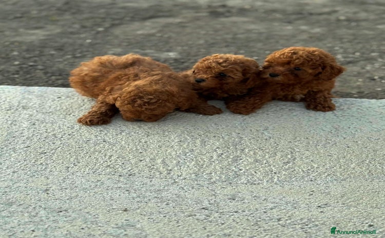 Barboncino Toy cani a Città Metropolitana di Napoli - Annuncio 17