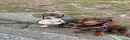 Bassotto cani in vendita: Bassotti - Annuncio 10