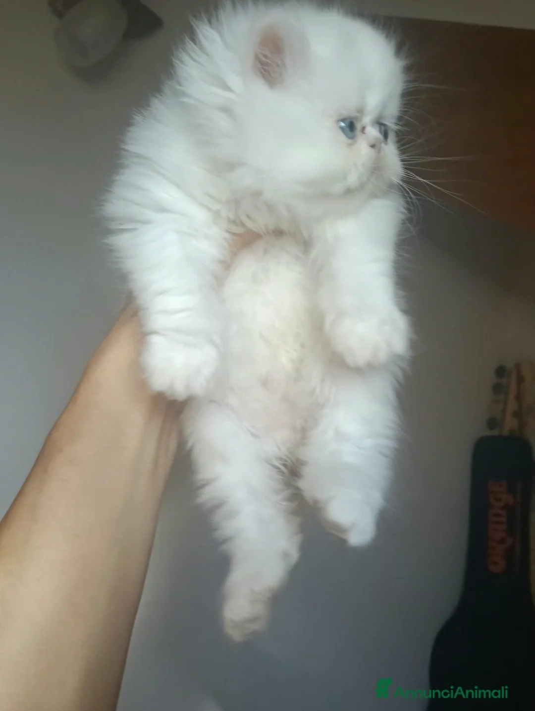 Persiano gatti in vendita: Gattini persiani normotipo e ipertipici - Annuncio 6