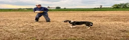 Pastore Asia Centrale cani in vendita: Cucciola di Pastore dell’Asia Centrale - Annuncio 11