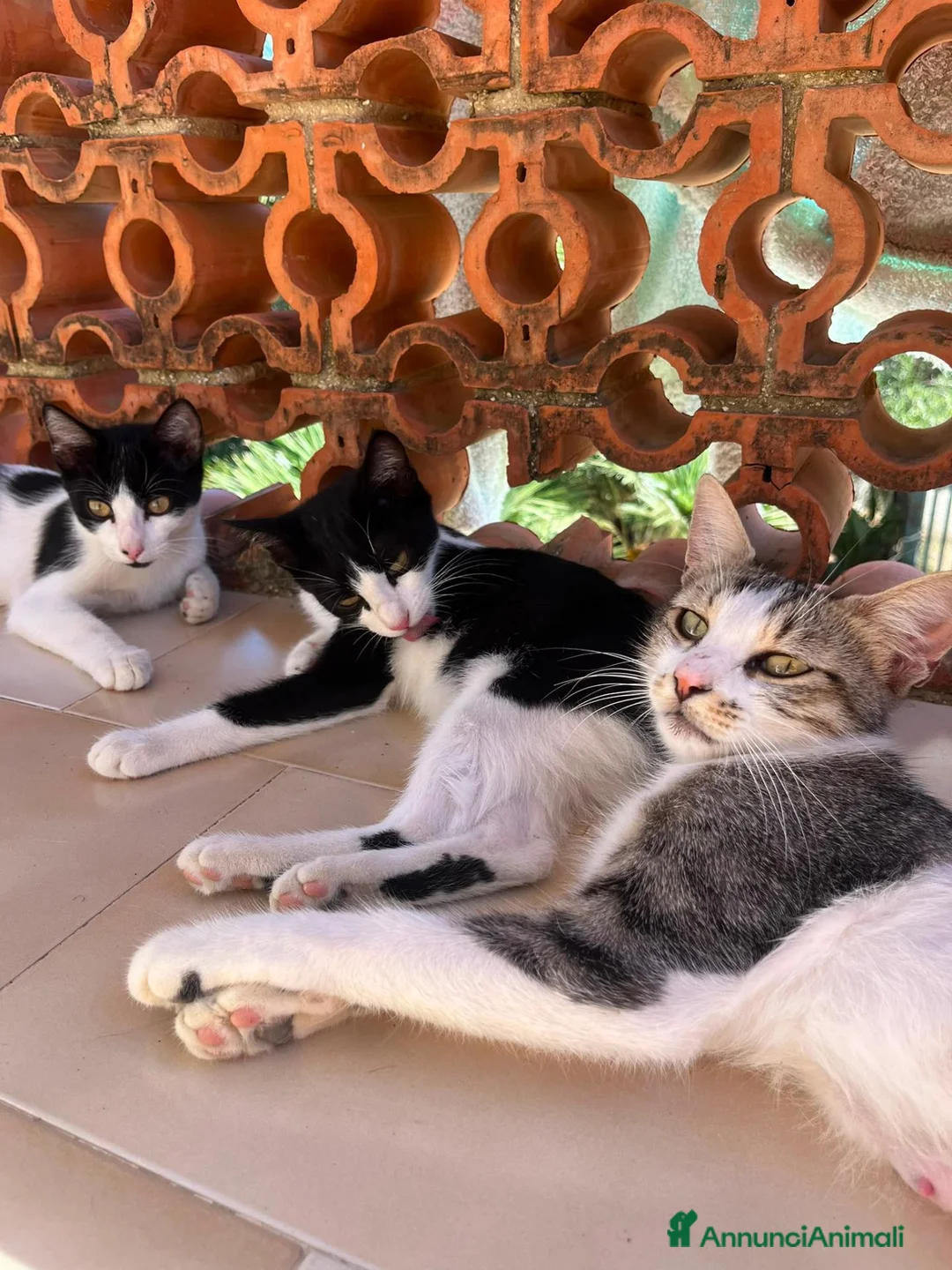 Meticcio gatti in regalo: Regalo gattina di 5 mesi, zona Sciacca / Ribera - Annuncio 6