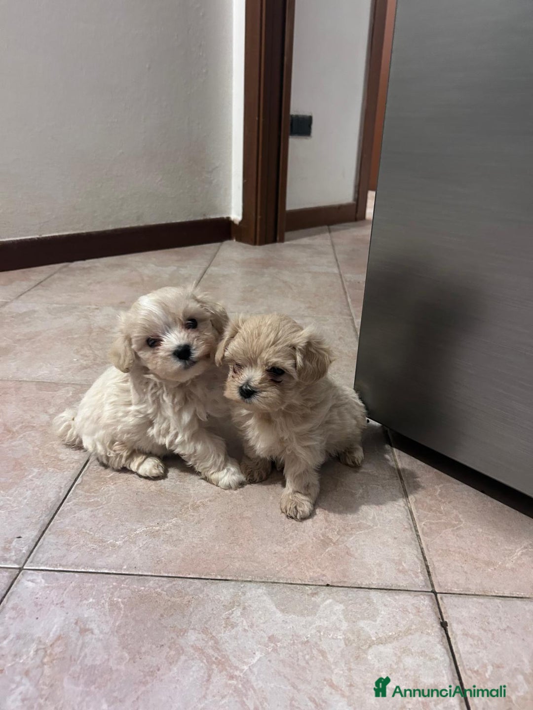 Meticcio cani in vendita: Cuccioli di Maltipoo - pronti dal 15 Dicembre - Annuncio 1