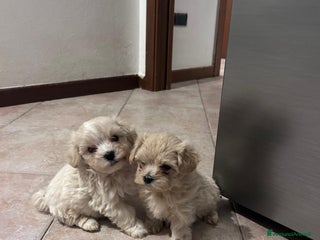 Meticcio cani Cuccioli di Maltipoo - pronti dal 15 Dicembre - Annuncio 15
