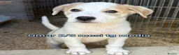 Meticcio cani in regalo: Cuccioli tenerissimi senza casa  a Provincia di Modena - Annuncio 10