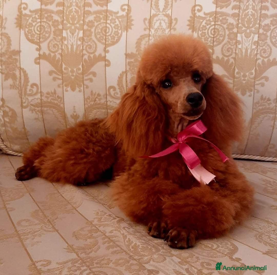 Barboncino cani Disponibili cuccioli barboncino nano fulvo - Annuncio 3