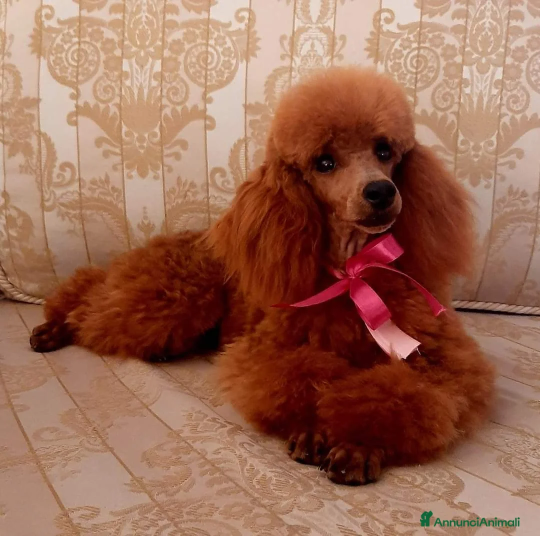 Barboncino cani in vendita: Disponibili cuccioli barboncino nano fulvo - Annuncio 1