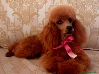 Barboncino cani Disponibili cuccioli barboncino nano fulvo - Annuncio 1