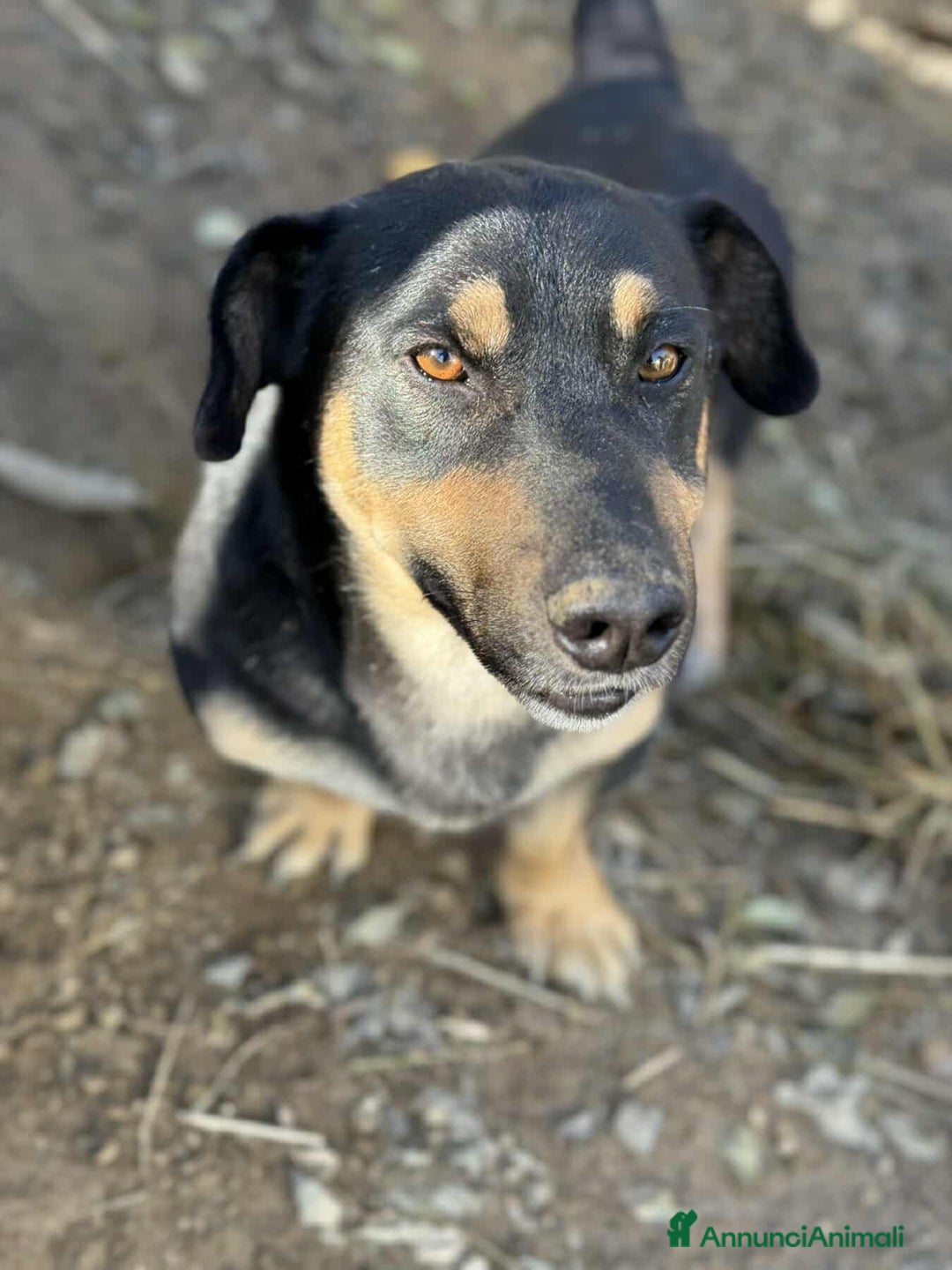 Meticcio cani in regalo: CHICCO, simpaticissimo ZAMPACORTA cerca coccole. - Annuncio 3