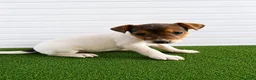 Jack Russell cani in vendita: Jack Russell Cuccioli  - Annuncio 6