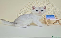 British gatti in vendita: Cuccioli British Shorthair a Villafranca di Verona - Immagine 1