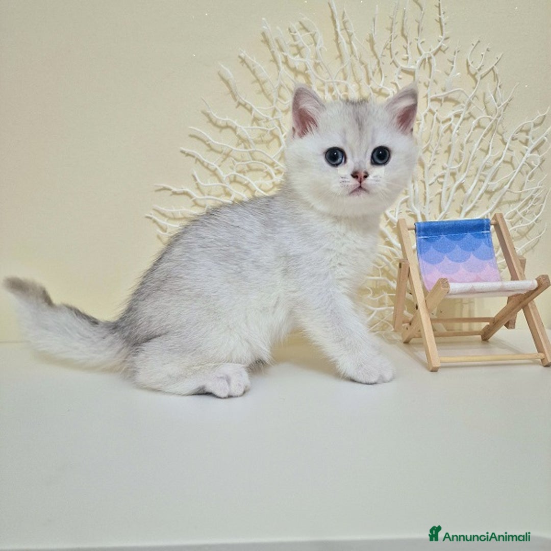 British gatti in vendita: Cuccioli British Shorthair a Villafranca di Verona - Immagine 1