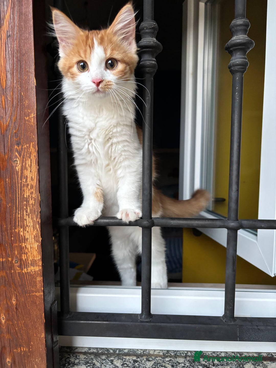 Siberiano gatti in vendita: Tre cucciole di gatto siberiano ipoallergenico - Immagine 10
