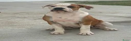 Bulldog cani in vendita: Cucciolo American bulldog  - Annuncio 7