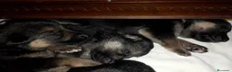 Pastore Tedesco cani in vendita: Vendesi cuccioli pastore tedesco  - Annuncio 6