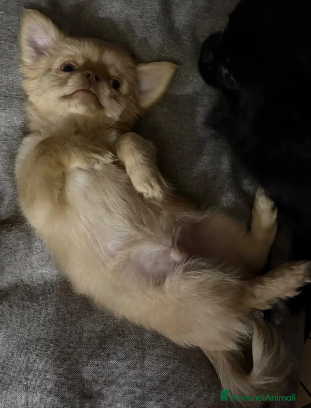 Chihuahua cani in vendita: Cucciolo chihuahua - Annuncio 2