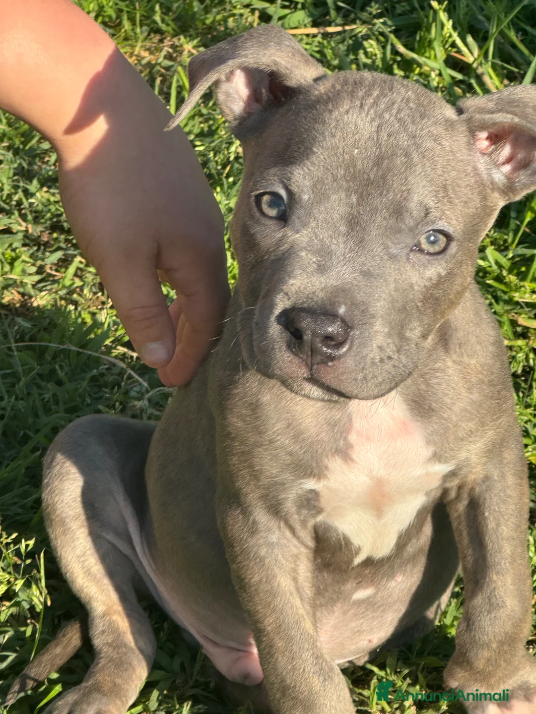 Pitbull cani in vendita: Pit Bull Blue Brindle anche a rate - Annuncio 5