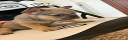 Bulldog Francese cani in vendita: Bulldog Francesi Blue - Annuncio 13