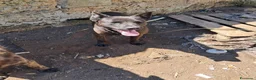 Meticcio cani in regalo: ADOZ.DEL💔:mamma e figlia abbandonate in recinto!! a Città Metropolitana di Bologna - Annuncio 1