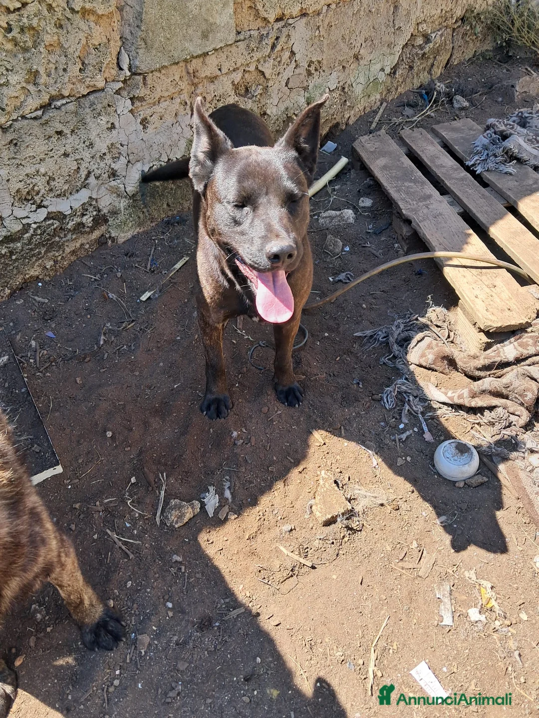 Meticcio cani in regalo: ADOZ.DEL💔:mamma e figlia abbandonate in recinto!! a Città Metropolitana di Bologna - Annuncio 1