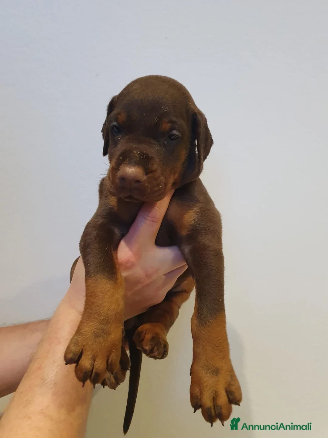 Dobermann cani in vendita: Cuccioli di Dobermann - Annuncio 22