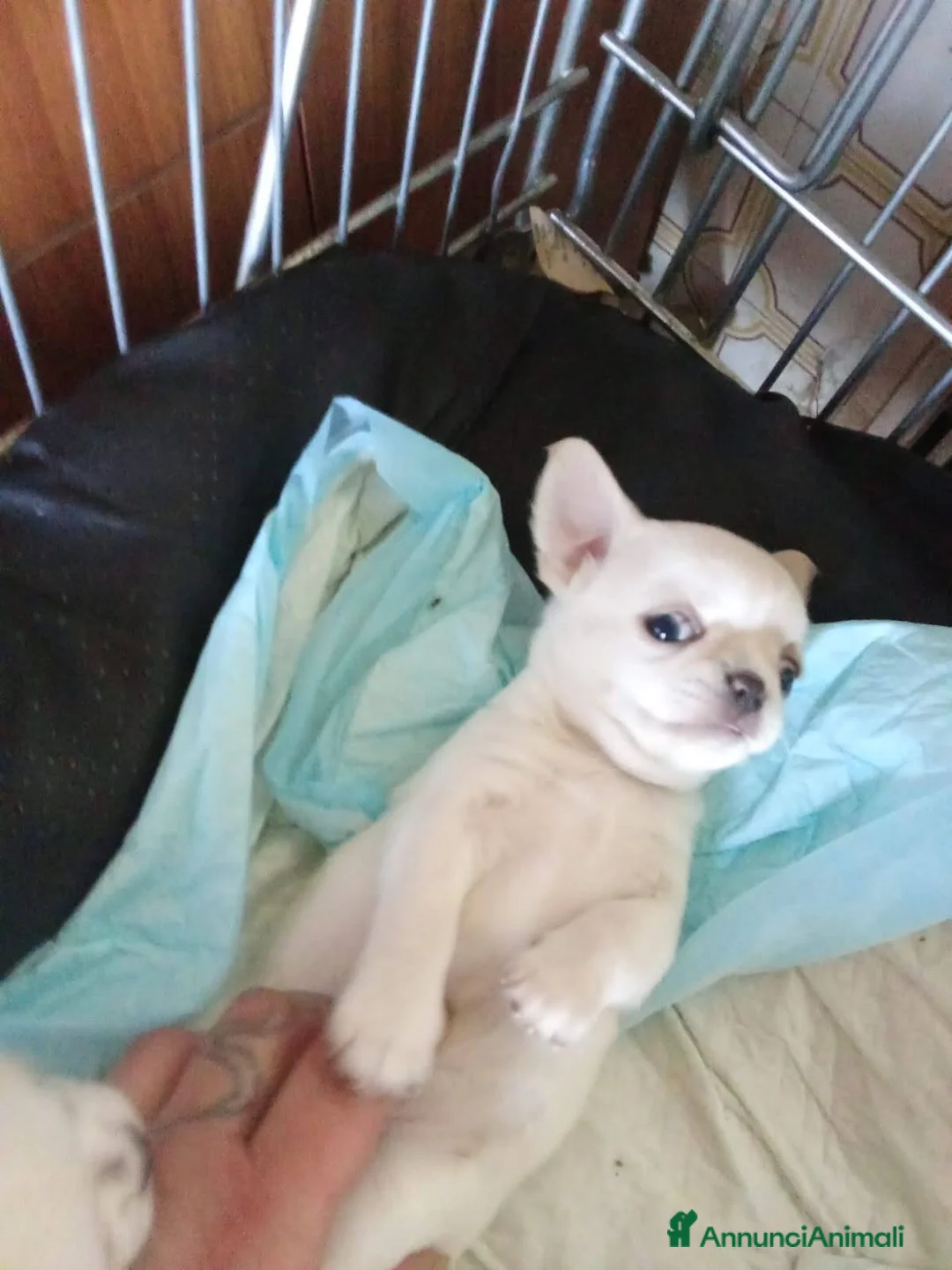 Chihuahua cani in vendita: Cuccioli di chihuahua pedigree ENCI ec a Provincia di Padova - Annuncio 1