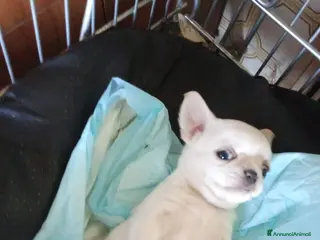 Chihuahua cani Cuccioli di chihuahua pedigree ENCI ec - Annuncio 7
