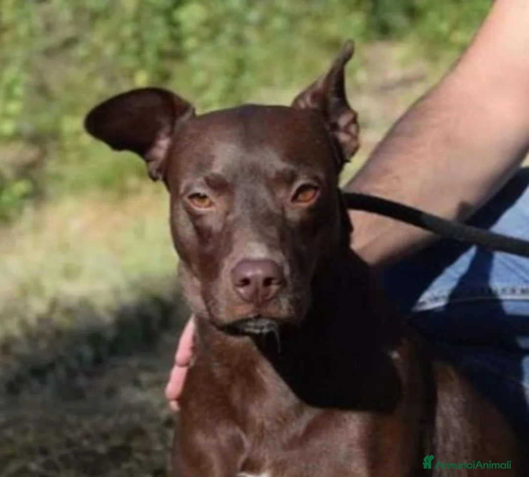 Meticcio cani in regalo: Leila 7anni manto marrone in canile da anni.LAZIO a Città Metropolitana di Milano - Annuncio 1