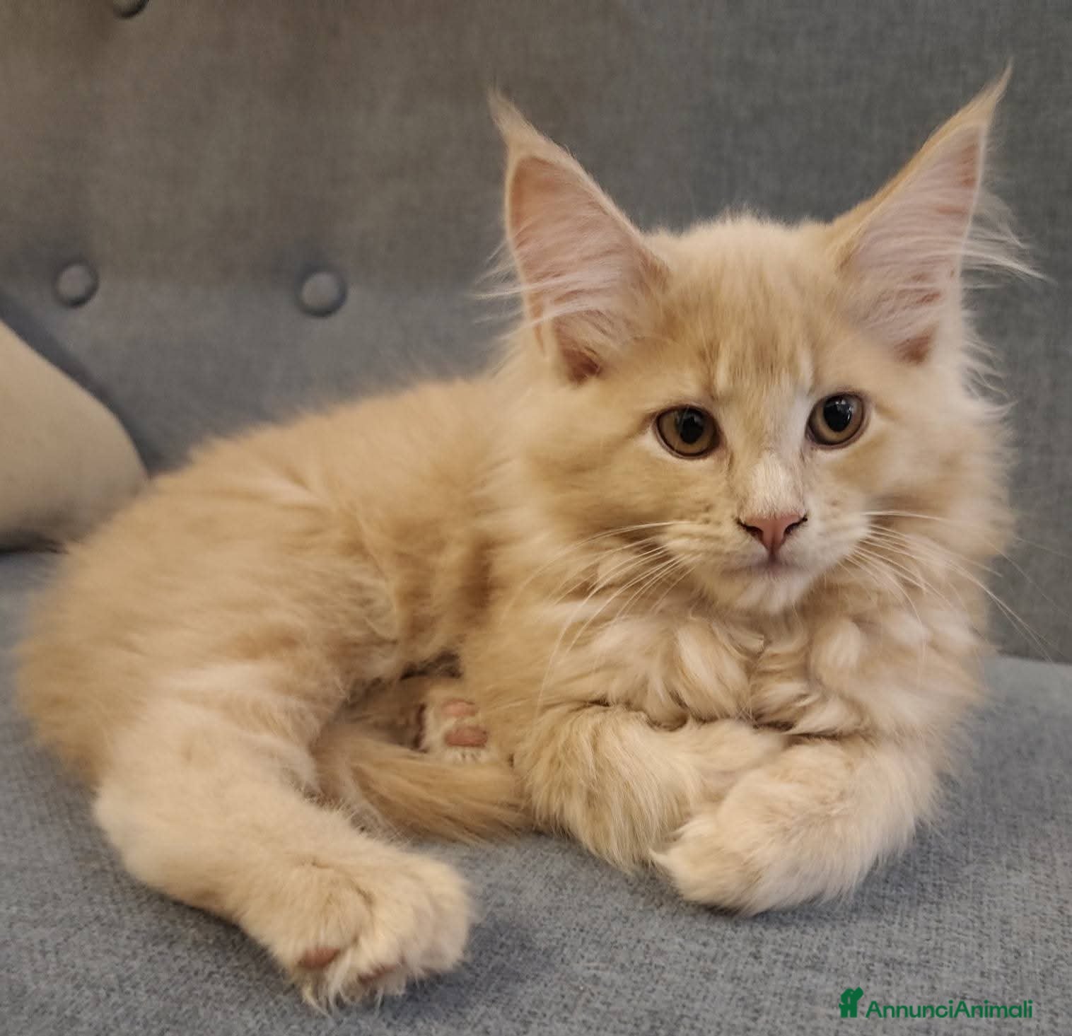 Maine Coon gatti Femminucce Maine coon  - Annuncio 2