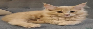 Maine Coon Gattino 1