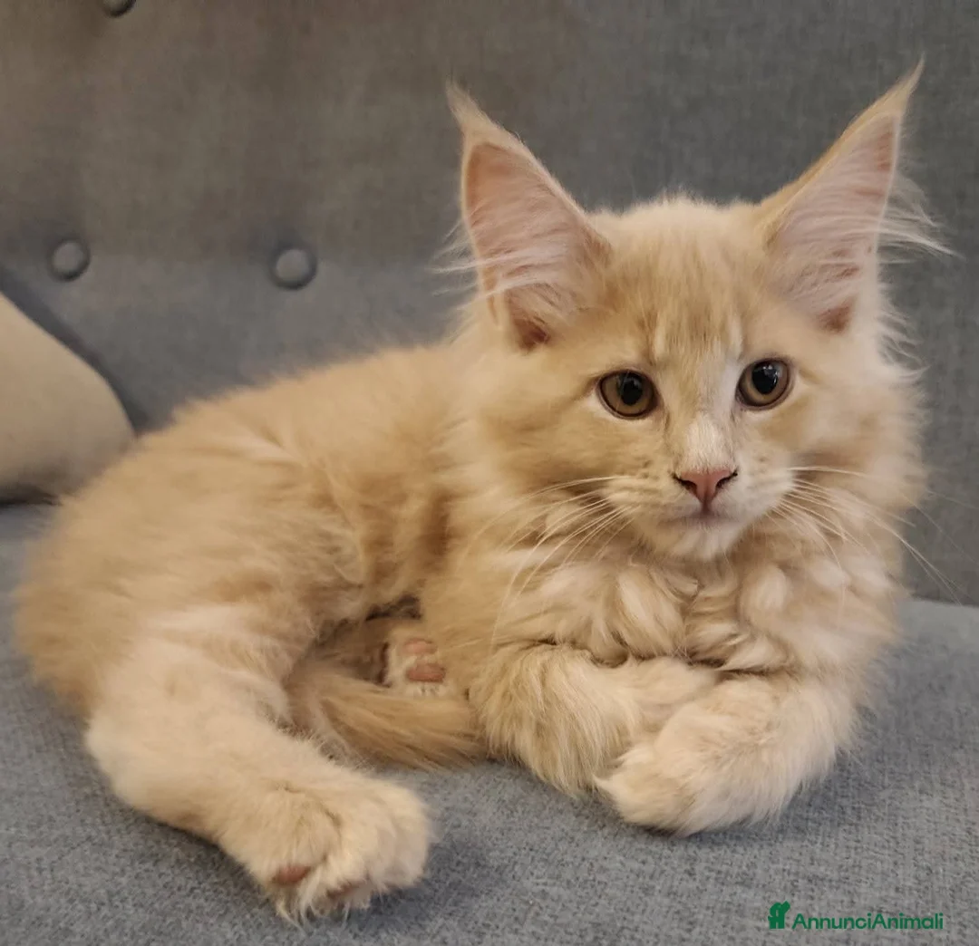 Maine Coon gatti in vendita: Femminucce Maine coon  - Annuncio 2