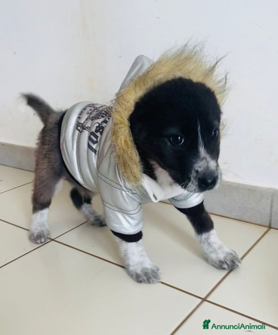 Meticcio cani in regalo: 4 SPLENDIDI CUCCIOLI - Annuncio 2