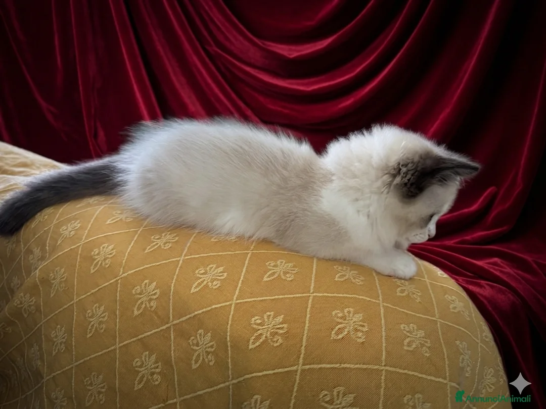 Ragdoll gatti in vendita: Cucciolo ragdoll - Annuncio 3