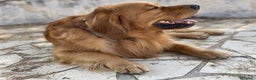 Golden Retriever cani per accoppiamento: GOLDEN RETRIEVER MASCHIO PER ACCOPPIAMENTO - Annuncio 3