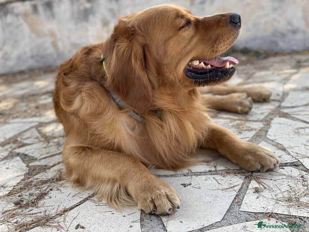 Golden Retriever cani per accoppiamento: GOLDEN RETRIEVER MASCHIO PER ACCOPPIAMENTO - Annuncio 3