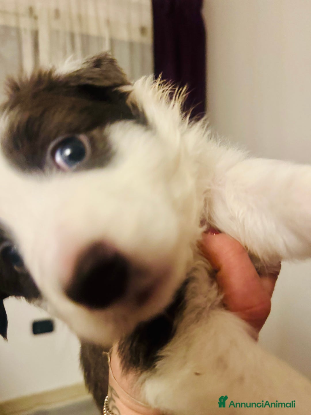 Border Collie cani in vendita: Cucciola Border collie  - Annuncio 3