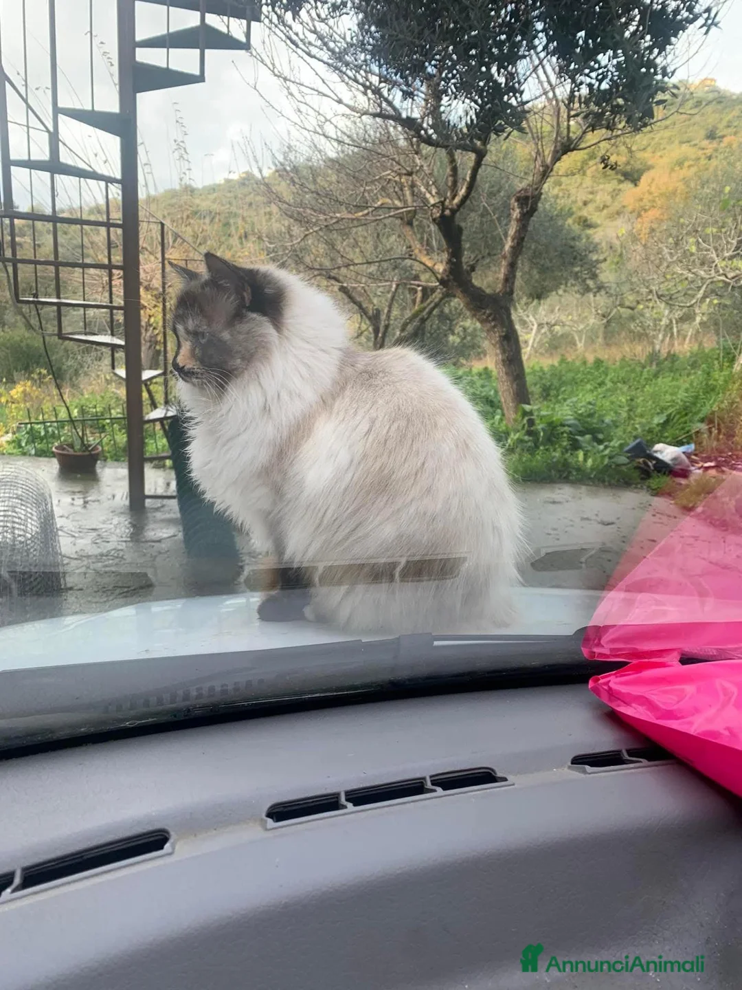 Meticcio gatti in regalo: Bellissima, buona, maestosa  - Annuncio 2
