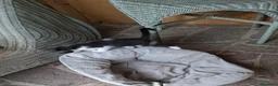 Altre razze gatti in regalo: 2 bellissimi gattini !! - Annuncio 15