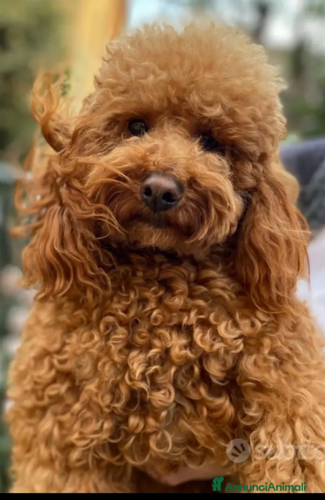 Barbone cani per accoppiamento: Barboncino pedigree a accppiamento monta  - Annuncio 1