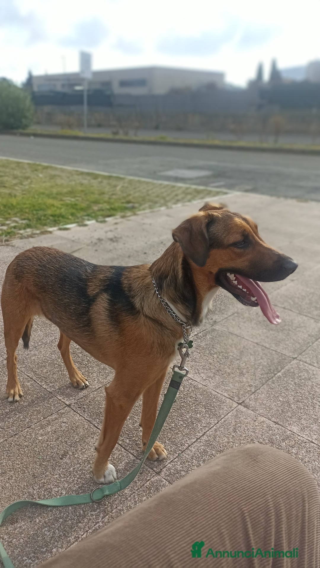 Meticcio cani in regalo: Cane miticcio - Annuncio 10