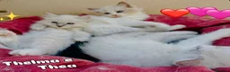 Ragdoll gatti in vendita: Tre cucciole di ragdoll, tre meraviglie! 🐾💙 - Annuncio 2
