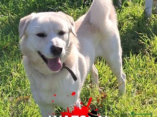 Meticcio cani WATSON 💙 - una nuova bianca di dolcezza - Annuncio 1