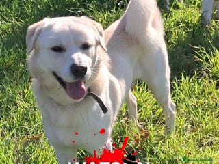 Meticcio cani WATSON 💙 - una nuova bianca di dolcezza - Annuncio 25