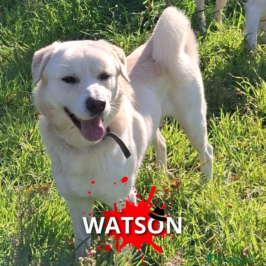 Meticcio cani in regalo: WATSON 💙 - una nuova bianca di dolcezza  - Annuncio 1