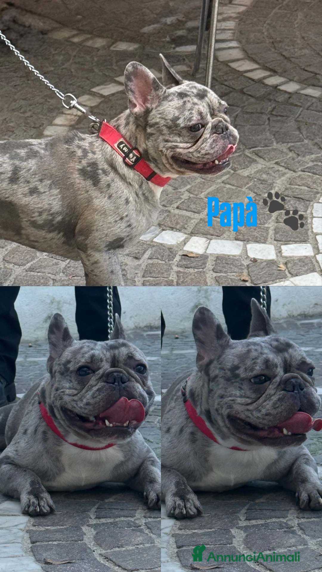 Bulldog Francese cani in vendita: Cuccioli di Bulldog Francese - Annuncio 4