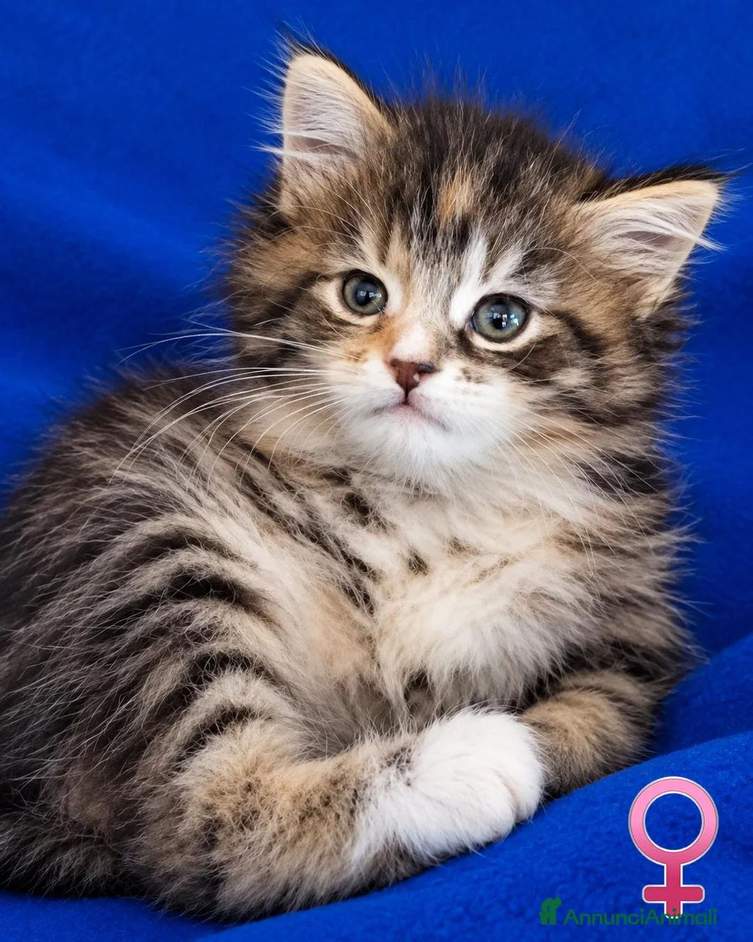 Maine Coon gatti in vendita: Tenera Cucciola di Maine Coon - Annuncio 1