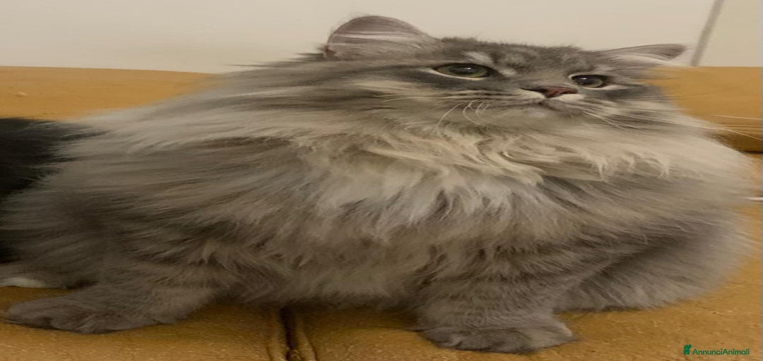 Immagine della galleria {{count}}